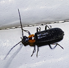 Rhagonycha lineola