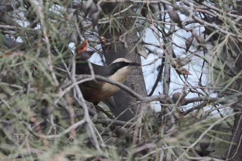 Gray-crowned Babbler