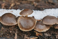 Mycena semivestipes