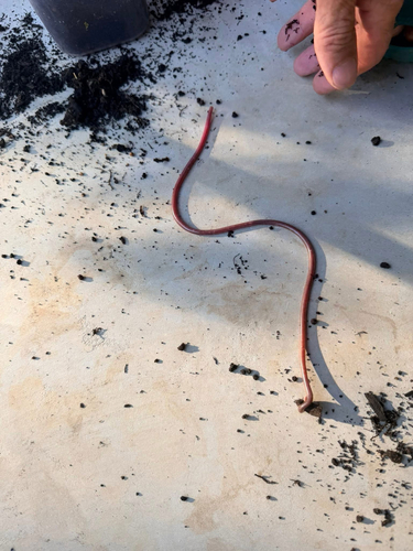Thread-like Blind Snake