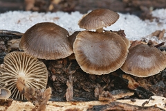 Mycena semivestipes