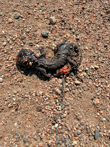 Western Tiger Salamander