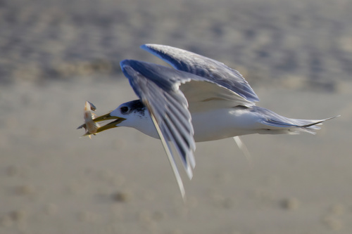 iNaturalist image