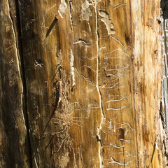 Dendroctonus