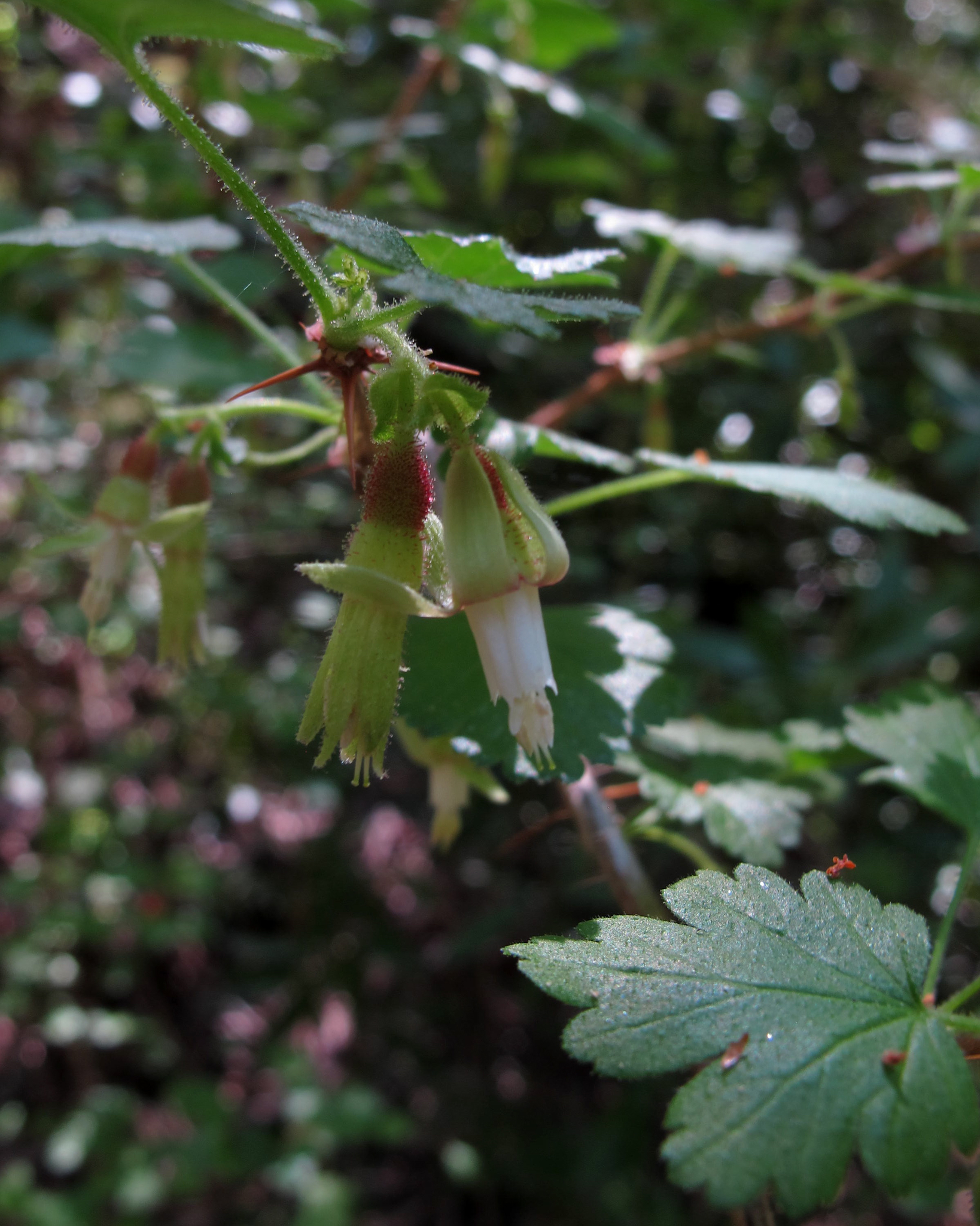 Ribes victoris