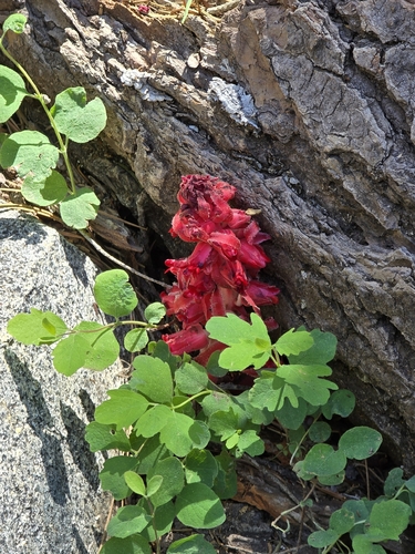 Snowplant