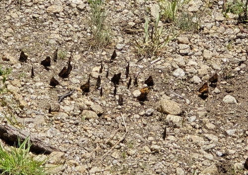 California Tortoiseshell