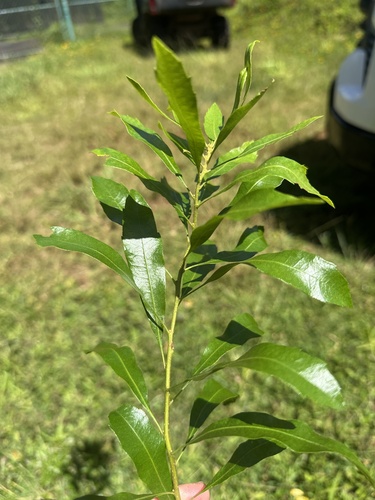 Morella cerifera observed 2026-06-03