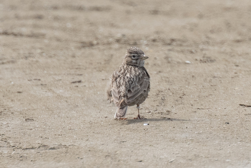 Turkestan Short-toed Lark (Alaudala heinei), photo 6