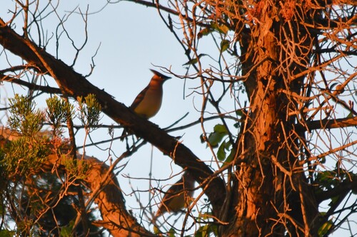 Cedar Waxwing