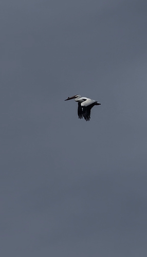 American White Pelican