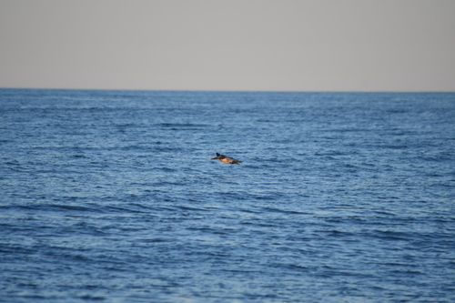 Brown Pelican