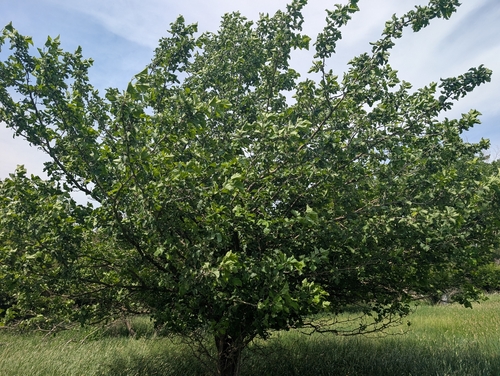 Crataegus mollis
