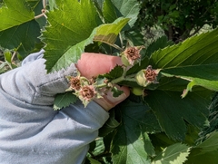 Crataegus mollis, photograph (c) Jeff Hansen, some rights reserved (CC BY)