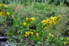 Senna racemosa