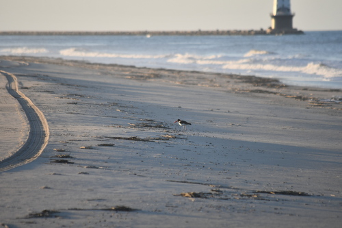 American Oystercatcher