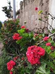 Pelargonium × hybridum