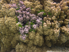 Porites lobata