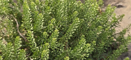 Lepidium austrinum, photograph 4