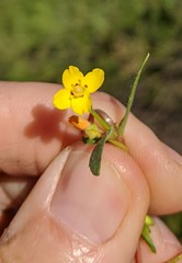 Camissoniopsis lewisii