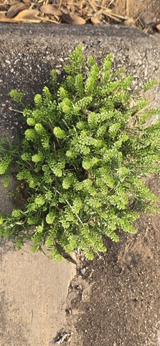 Lepidium austrinum, photograph 5