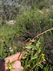 Camissoniopsis lewisii