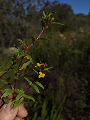 Camissoniopsis lewisii