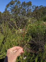 Camissoniopsis lewisii