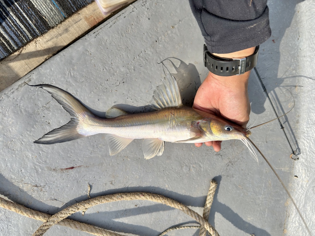 Hemibagrus hoevenii