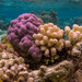 Cauliflower Coral - Photo (c) Ryan McMinds, some rights reserved (CC BY)