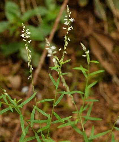 Polygala paniculata observed 2026-04-18