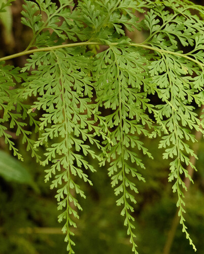Odontosoria chinensis observed 2026-04-18