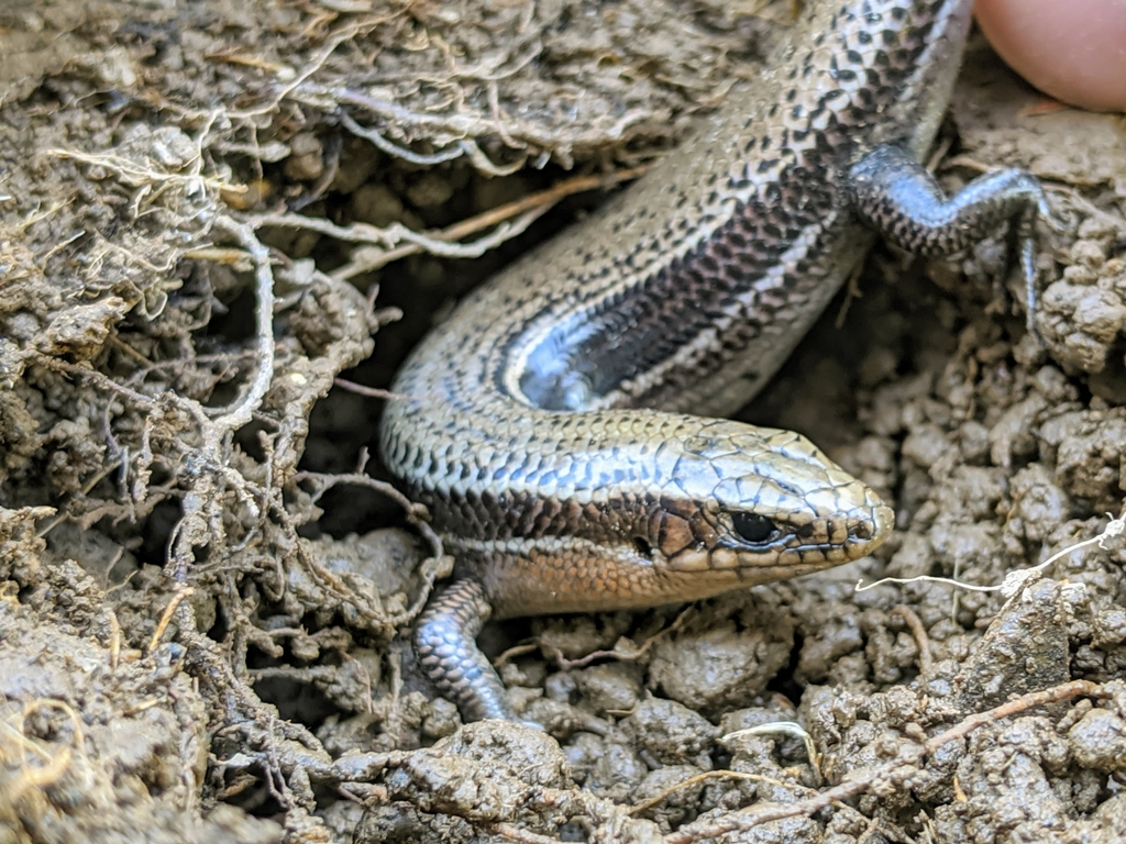Southern Coal Skink