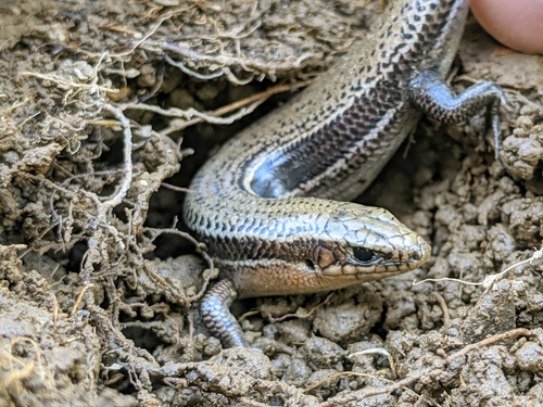 Southern Coal Skink
