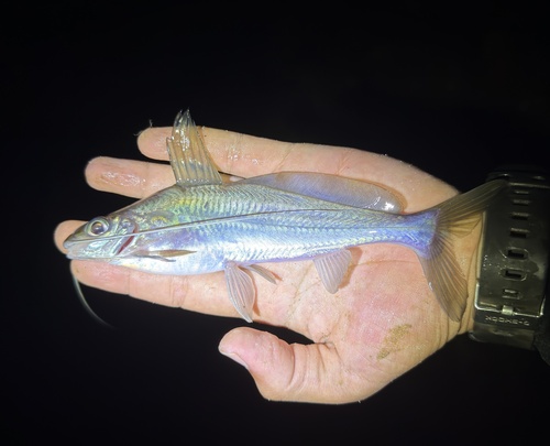 Singaringan-meerval (Mystus singaringan) — Bagridae — 5