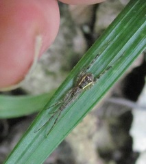 Episinus