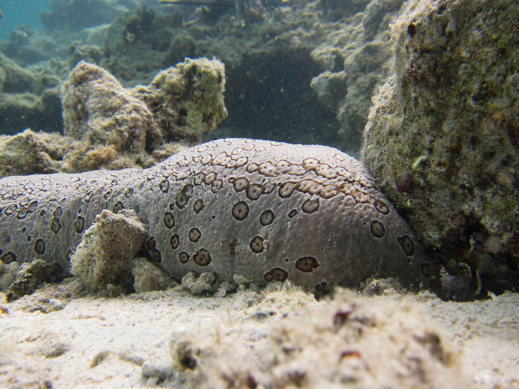 Holothurie léopard