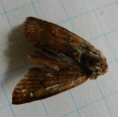 Eupsilia vinulenta