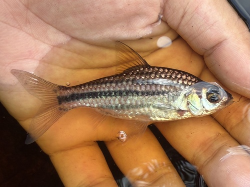 Melon barb (Desmopuntius johorensis) — Cyprinidae — 2
