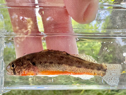 Arkansas darter (Etheostoma cragini) — Percidae — 5