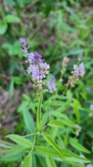 author not stated, no rights reserved Orbexilum pedunculatum, photograph author not stated, no rights reserved