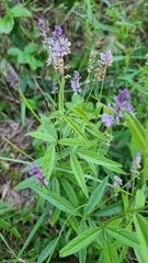 author not stated, no rights reserved Orbexilum pedunculatum, photograph author not stated, no rights reserved