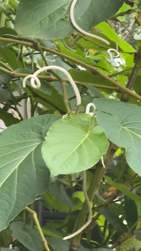 Piper auritum observed 2026-06-03