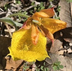 Calochortus monophyllus