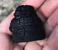 Phellinus arctostaphyli