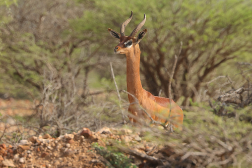 Northern Gerenuk