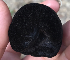 Phellinus arctostaphyli