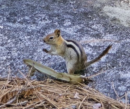 Common Golden-mantled Ground Squirrel