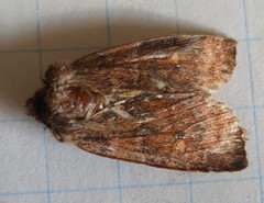 Eupsilia vinulenta