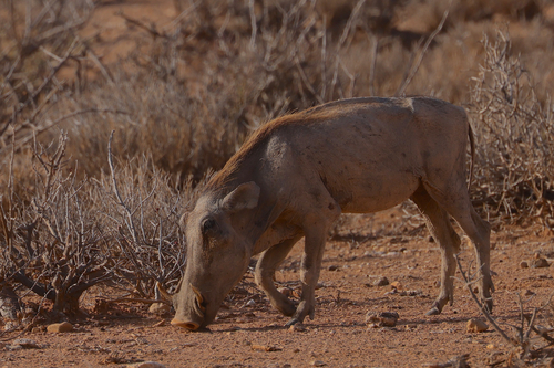 Somali Warthog